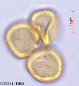 ISEM 1/Oreomyrrhis_andicola_29045/Oreomyrrhis_andicola_29045_0001(copy)_thumb.jpg